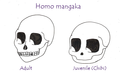 Anime and Chibi Skulls.png